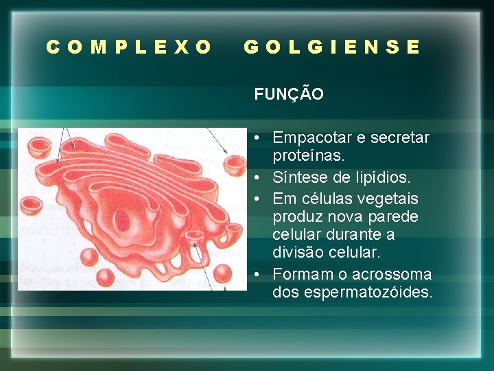 COMPLEXO GOLGIENSE FUNÇÃO • Empacotar e secretar proteínas. • Síntese de lipídios. • Em