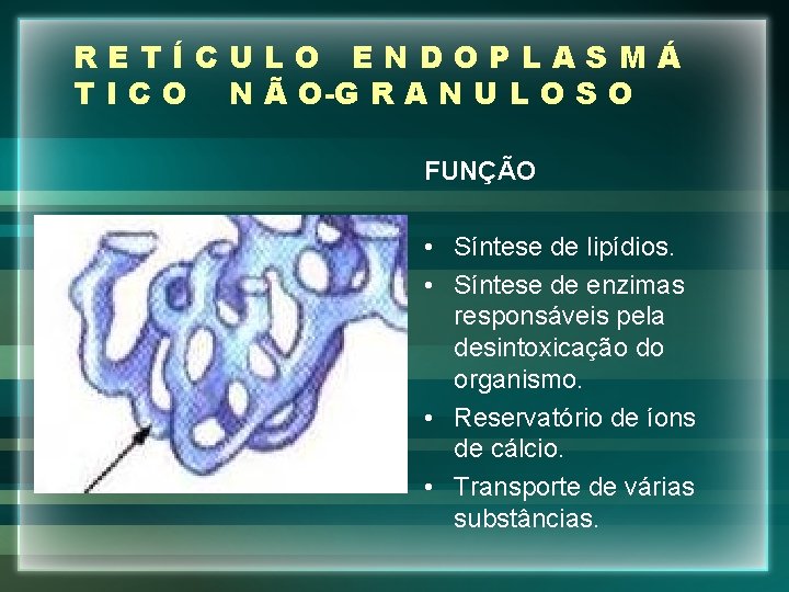 RETÍCULO ENDOPLASMÁ T I C O N Ã O-G R A N U L