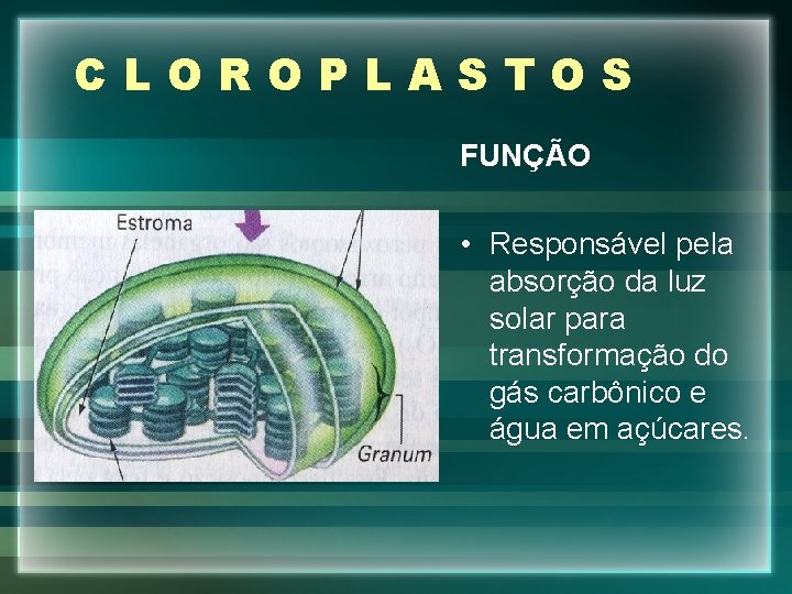 CLOROPLASTOS FUNÇÃO • Responsável pela absorção da luz solar para transformação do gás carbônico