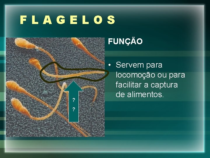 FLAGELOS FUNÇÃO ? ? • Servem para locomoção ou para facilitar a captura de