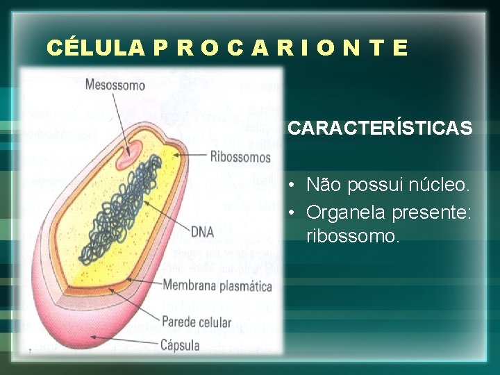 CÉLULA P R O C A R I O N T E CARACTERÍSTICAS •