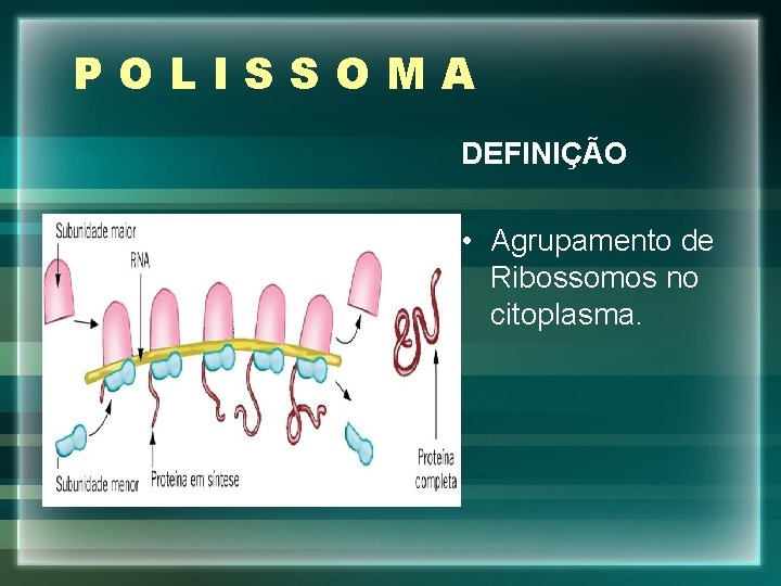 POLISSOMA DEFINIÇÃO • Agrupamento de Ribossomos no citoplasma. 