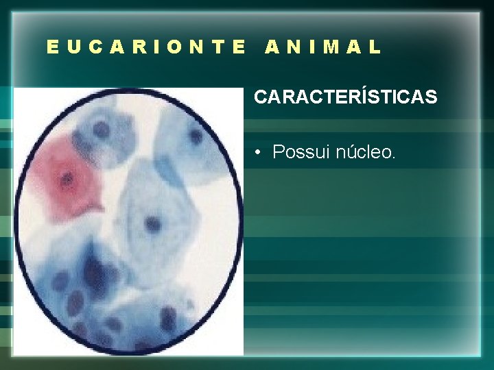 EUCARIONTE ANIMAL CARACTERÍSTICAS • Possui núcleo. 