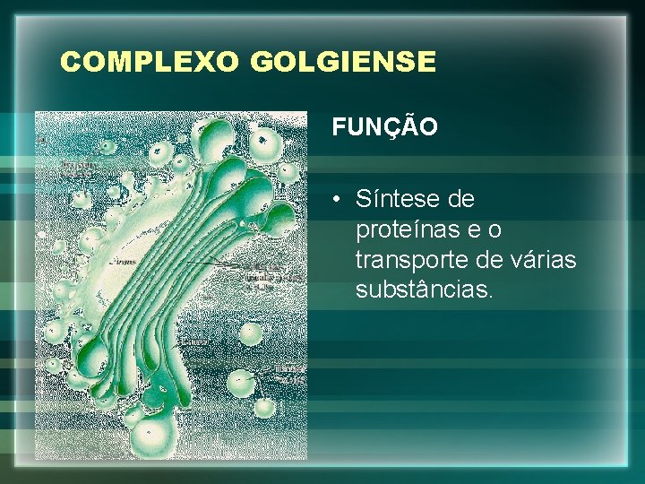 COMPLEXO GOLGIENSE FUNÇÃO • Síntese de proteínas e o transporte de várias substâncias. 