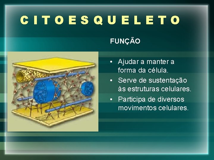 CITOESQUELETO FUNÇÃO • Ajudar a manter a forma da célula. • Serve de sustentação