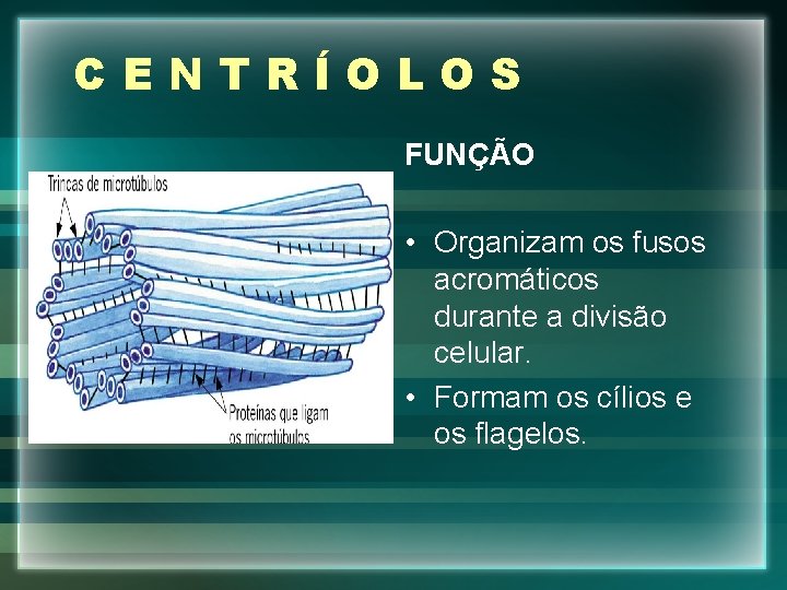 CENTRÍOLOS FUNÇÃO • Organizam os fusos acromáticos durante a divisão celular. • Formam os