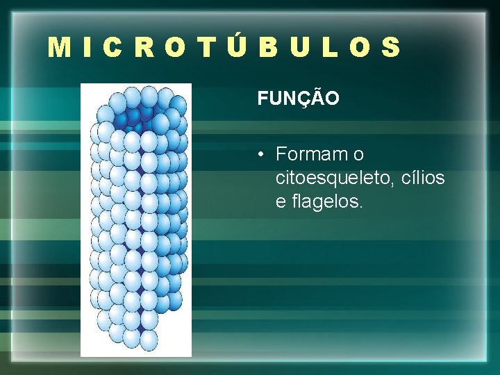 MICROTÚBULOS FUNÇÃO • Formam o citoesqueleto, cílios e flagelos. 