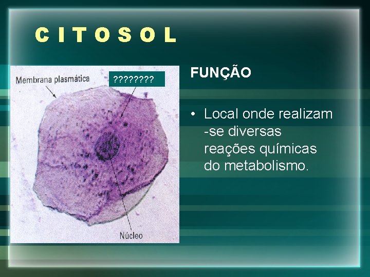 CITOSOL ? ? ? ? FUNÇÃO • Local onde realizam -se diversas reações químicas