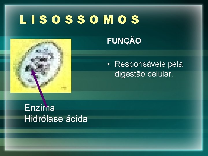 LISOSSOMOS FUNÇÃO • Responsáveis pela digestão celular. Enzima Hidrólase ácida 