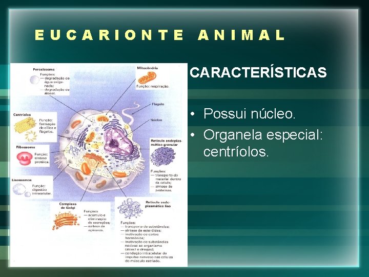 EUCARIONTE ANIMAL CARACTERÍSTICAS • Possui núcleo. • Organela especial: centríolos. 