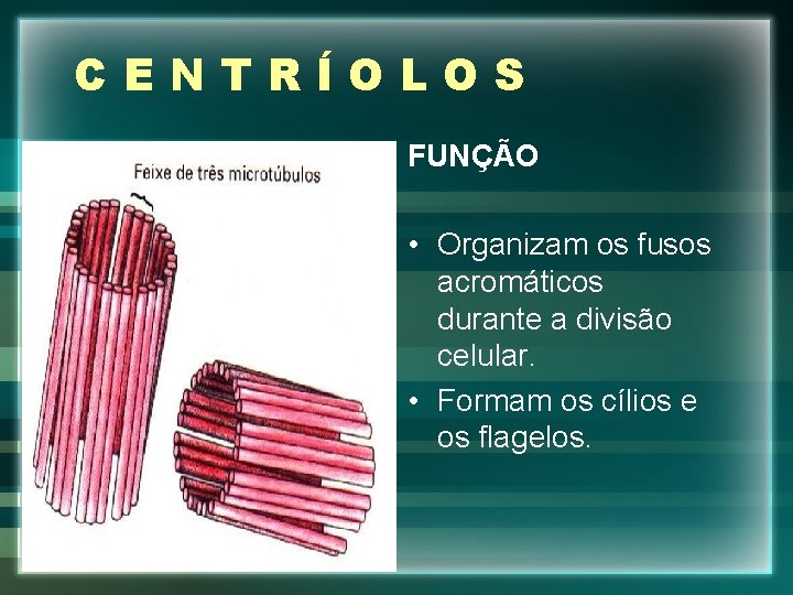 CENTRÍOLOS FUNÇÃO • Organizam os fusos acromáticos durante a divisão celular. • Formam os