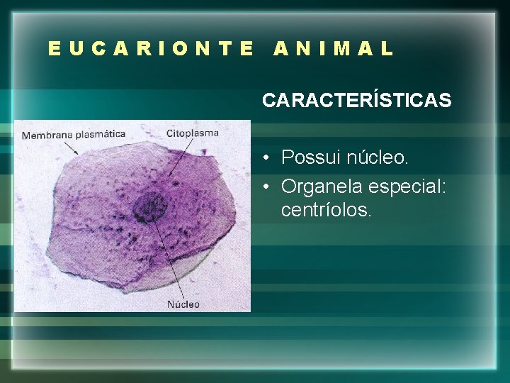 EUCARIONTE ANIMAL CARACTERÍSTICAS • Possui núcleo. • Organela especial: centríolos. 