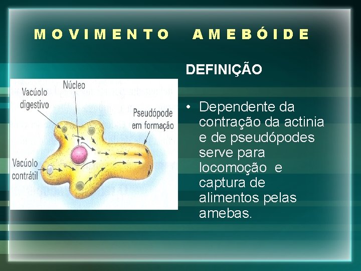 MOVIMENTO AMEBÓIDE DEFINIÇÃO • Dependente da contração da actinia e de pseudópodes serve para