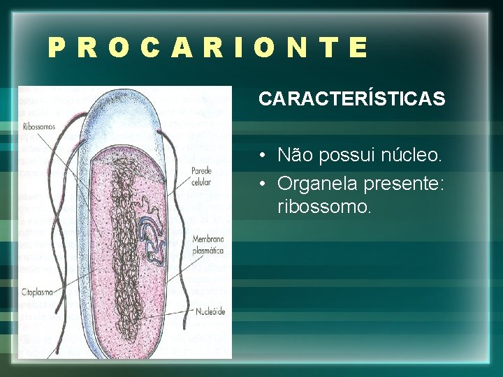 PROCARIONTE CARACTERÍSTICAS • Não possui núcleo. • Organela presente: ribossomo. 