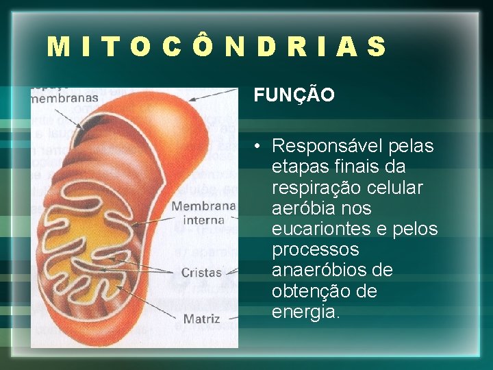 MITOCÔNDRIAS FUNÇÃO • Responsável pelas etapas finais da respiração celular aeróbia nos eucariontes e
