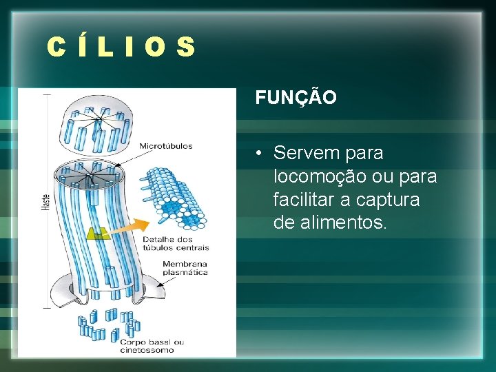 CÍLIOS FUNÇÃO • Servem para locomoção ou para facilitar a captura de alimentos. 