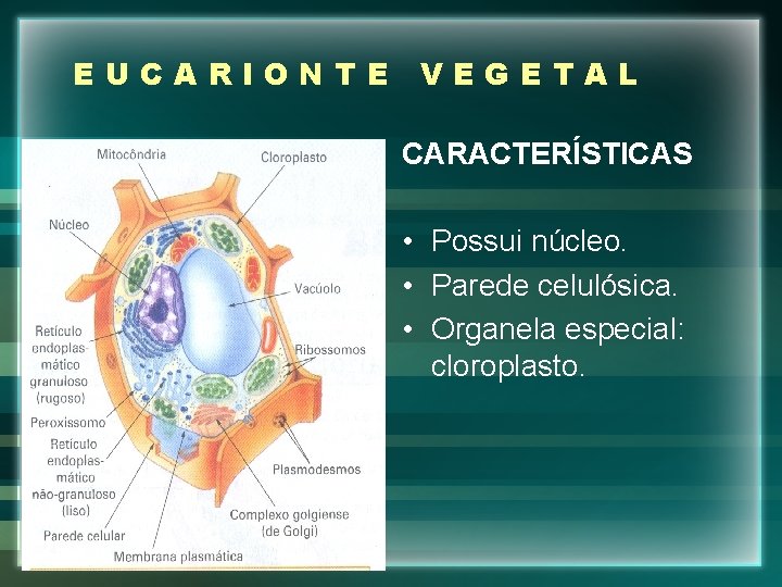 EUCARIONTE VEGETAL CARACTERÍSTICAS • Possui núcleo. • Parede celulósica. • Organela especial: cloroplasto. 