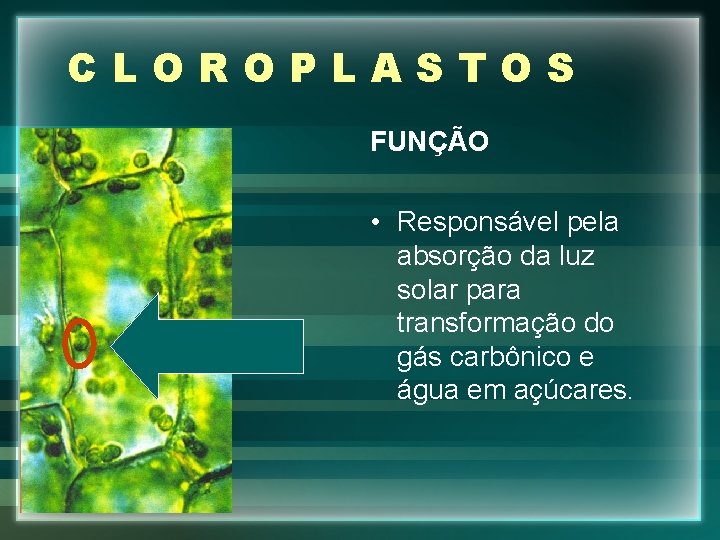 CLOROPLASTOS FUNÇÃO • Responsável pela absorção da luz solar para transformação do gás carbônico