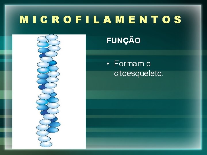 MICROFILAMENTOS FUNÇÃO • Formam o citoesqueleto. 