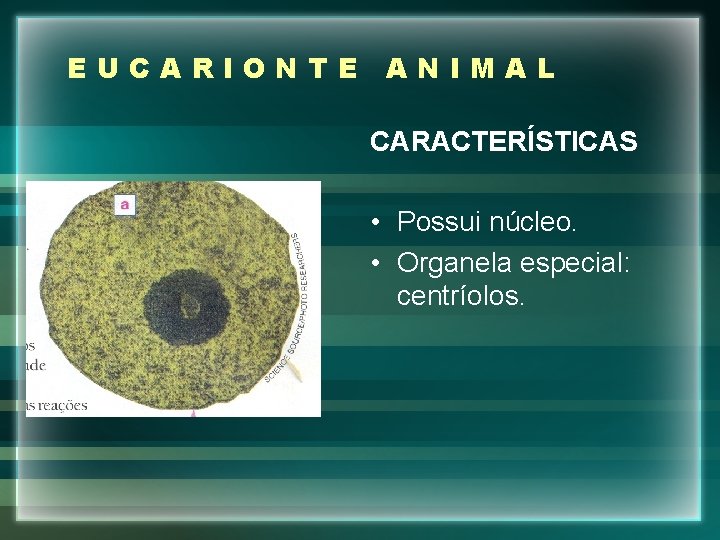 EUCARIONTE ANIMAL CARACTERÍSTICAS • Possui núcleo. • Organela especial: centríolos. 