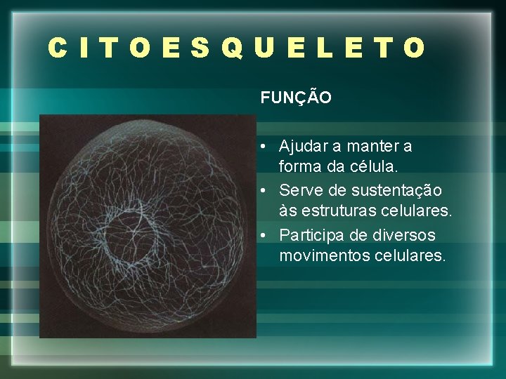 CITOESQUELETO FUNÇÃO • Ajudar a manter a forma da célula. • Serve de sustentação