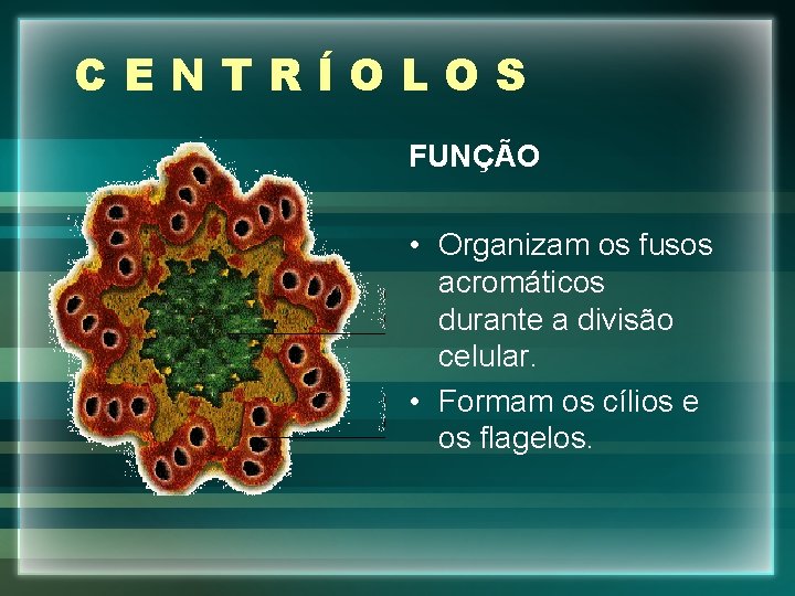 CENTRÍOLOS FUNÇÃO • Organizam os fusos acromáticos durante a divisão celular. • Formam os