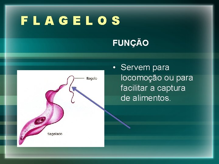 FLAGELOS FUNÇÃO • Servem para locomoção ou para facilitar a captura de alimentos. 