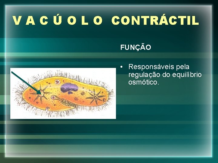 V A C Ú O L O CONTRÁCTIL FUNÇÃO • Responsáveis pela regulação do