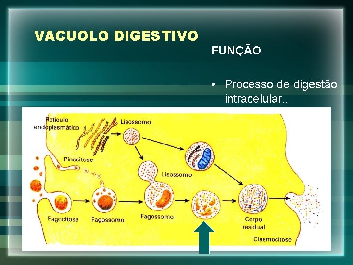 VACUOLO DIGESTIVO FUNÇÃO • Processo de digestão intracelular. . 