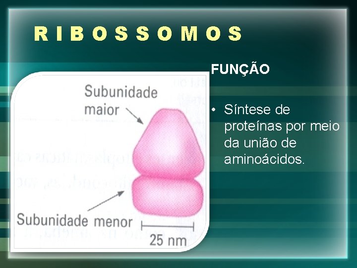 RIBOSSOMOS FUNÇÃO • Síntese de proteínas por meio da união de aminoácidos. 