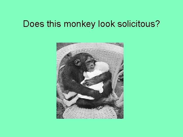 Does this monkey look solicitous? 