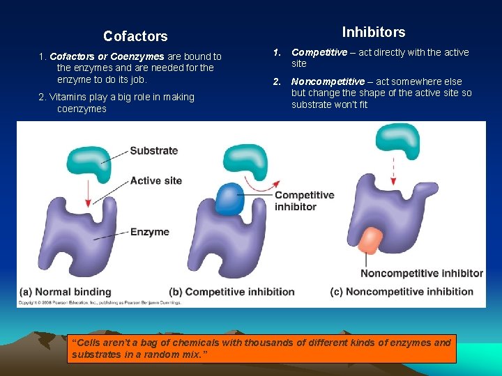 Inhibitors Cofactors 1. Cofactors or Coenzymes are bound to the enzymes and are needed