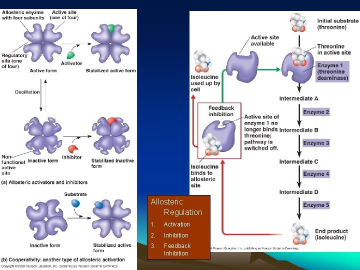 Allosteric Regulation 1. Activation 2. Inhibition 3. Feedback Inhibition 