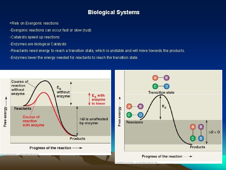 Biological Systems -Rely on Exergonic reactions -Exergonic reactions can occur fast or slow (rust)