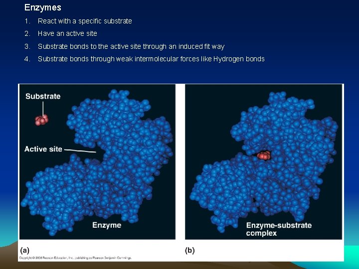 Enzymes 1. React with a specific substrate 2. Have an active site 3. Substrate