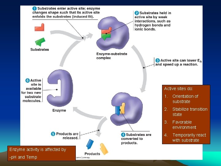 Active sites do: Enzyme activity is affected by -p. H and Temp 1. Orientation