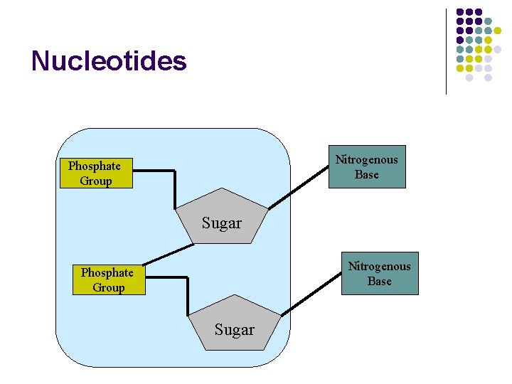 Nucleotides Nitrogenous Base Phosphate Group Sugar 