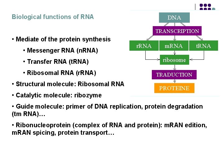 Biological functions of RNA DNA TRANSCRIPTION • Mediate of the protein synthesis • Messenger