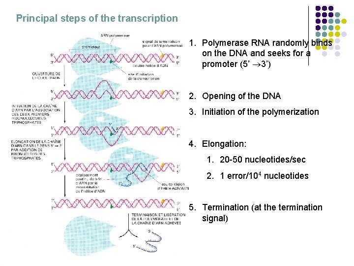 Principal steps of the transcription 1. Polymerase RNA randomly binds on the DNA and