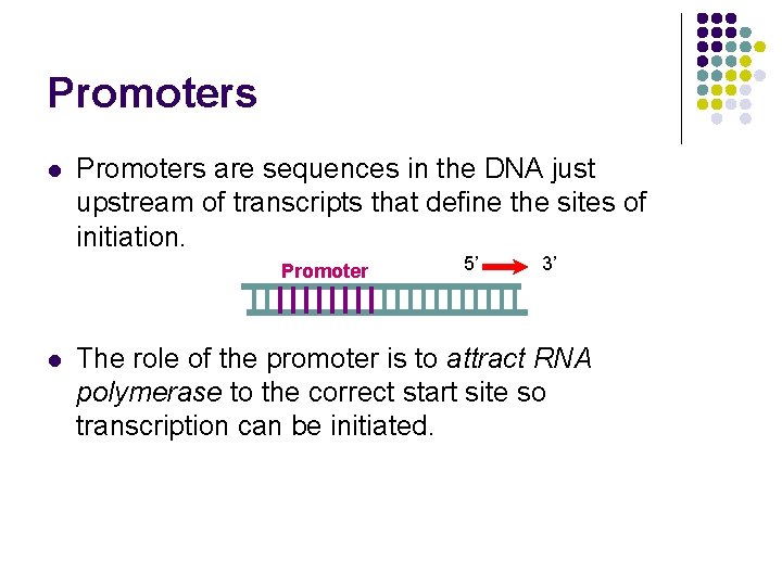 Promoters l Promoters are sequences in the DNA just upstream of transcripts that define