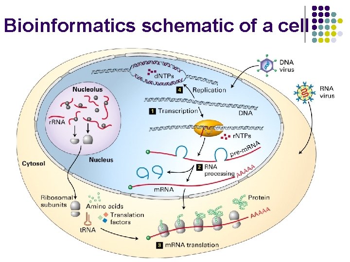 Bioinformatics schematic of a cell 