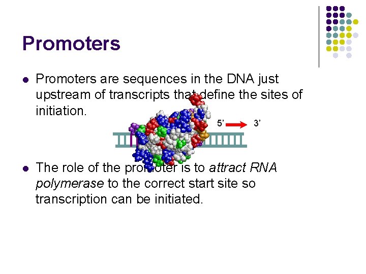 Promoters l Promoters are sequences in the DNA just upstream of transcripts that define