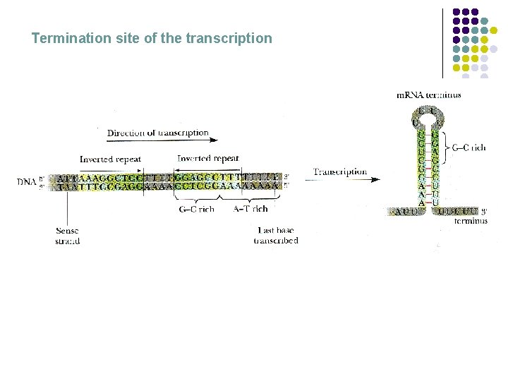 Termination site of the transcription 