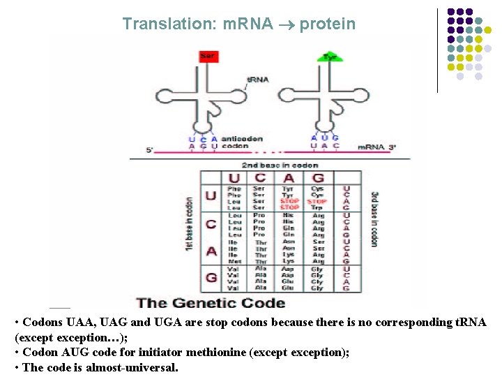 Translation: m. RNA protein • Codons UAA, UAG and UGA are stop codons because