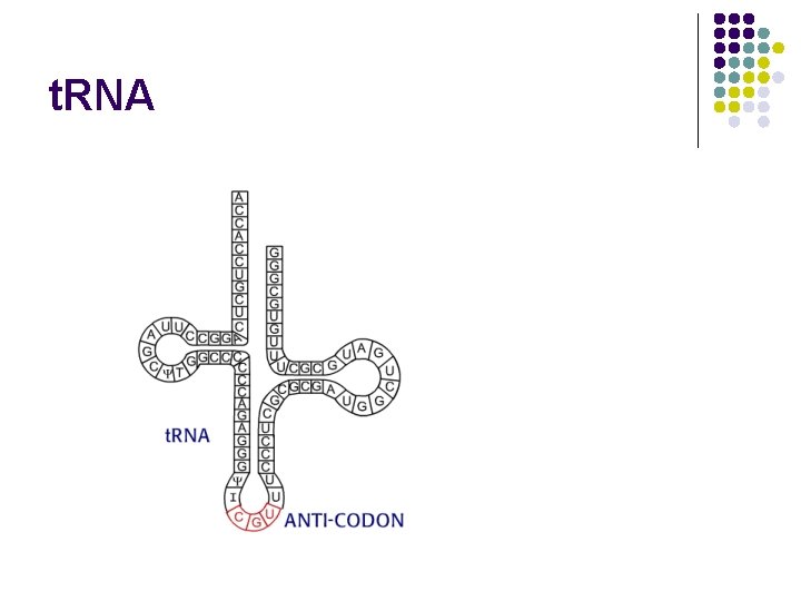 t. RNA 