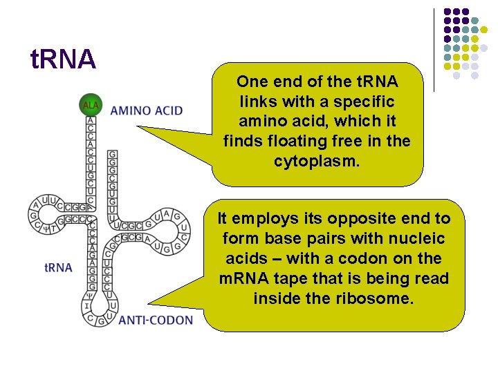t. RNA One end of the t. RNA links with a specific amino acid,