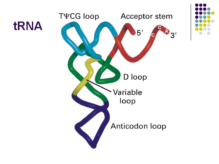 t. RNA 