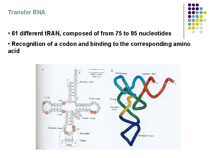 Transfer RNA • 61 different t. RAN, composed of from 75 to 95 nucleotides