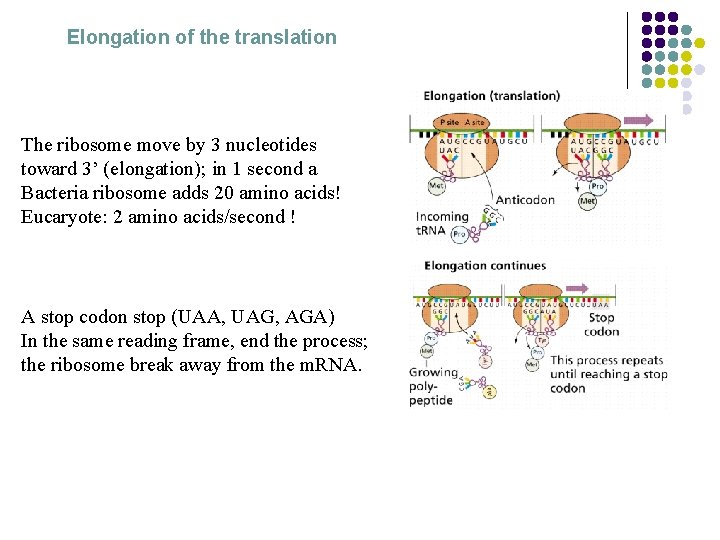 Elongation of the translation The ribosome move by 3 nucleotides toward 3’ (elongation); in