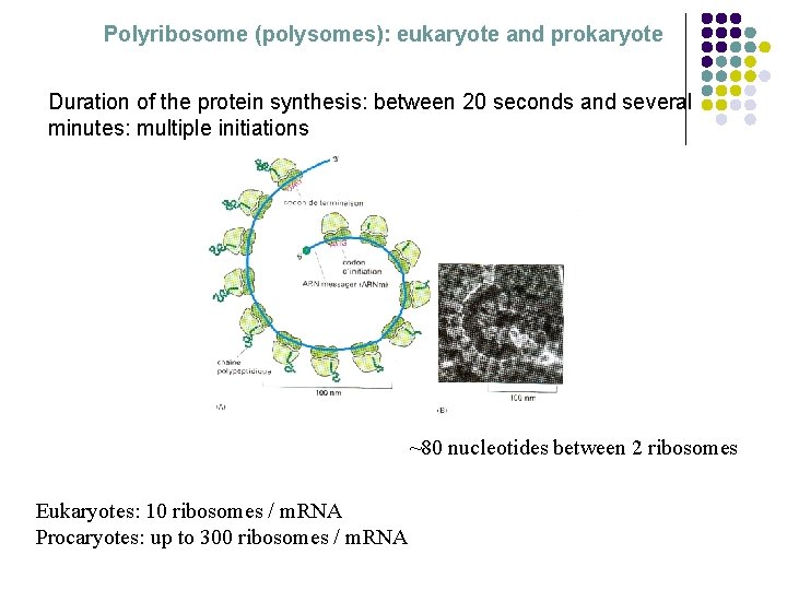 Polyribosome (polysomes): eukaryote and prokaryote Duration of the protein synthesis: between 20 seconds and